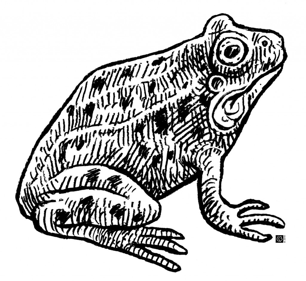 Kikker